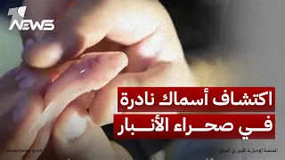 شرطة البيئة تكتشف كهفا  في صحراء الأنبار بداخله نهر يضم أسماكا  نادرة عمياء بلا عيون دندنها