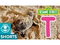 Sesame Street T is for Turtle