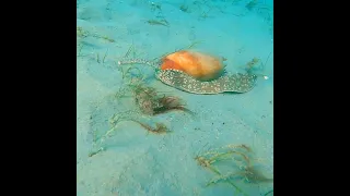 Live Bailer Shell Crawling Along The Sandy Bottom
