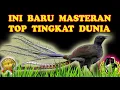 Download Lagu Masteran Murai Batu Paling Top