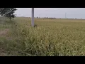 Download Lagu Suara Burung yang Damai di Sawah | Suasana Alam yang Menenangkan