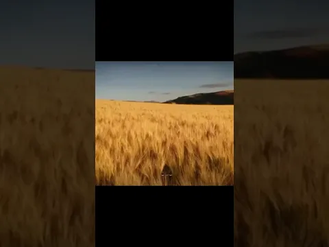 الشيخ الجهني تلاوة خاشعة من سورة يوسف