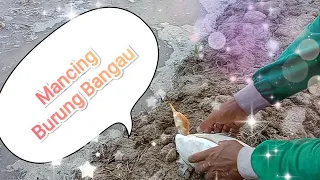 Download Mancing Burung Bangau Putih MP3