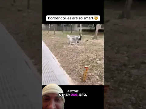 Border collies are so smart
