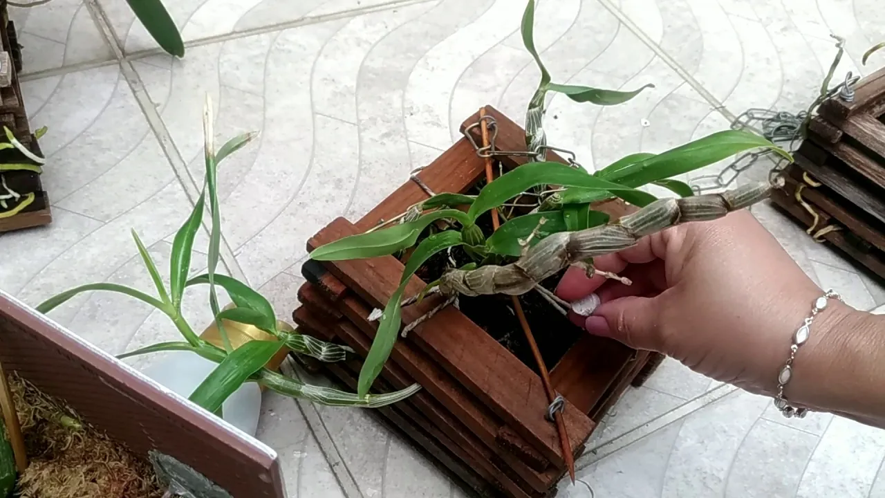 ALIMENTO PARA SUAS ORQUÍDEAS