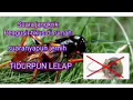 Download Lagu Suara jangkrik pengusir hama tikus dirumah