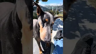 #Fyp #dream #doberman #pets #YouTube