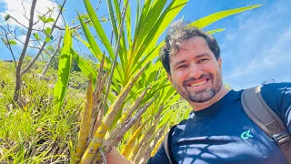 CONHEÇA UMA DAS PLANTAS MAIS RARAS DO MUNDO