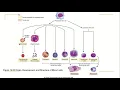 Chapter 18 The Cardiovascular System - Blood Notes