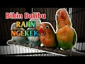 Download Lagu Pancingan Lovebird Paud balibu ngekek jeda rapat