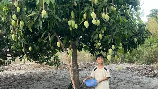 Tin ra vườn hái đào lộn hột - Hái xoài 🥭🥭🥭🥭🥭🥭🥭