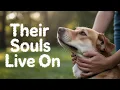 Download Lagu Do Dogs Know You’re Gone Forever? The Truth About Their Soul Will Touch Your Heart! Download Lagu Do Dogs Know You’re Gone Forever? The Truth About Their Soul Will Touch Your Heart!