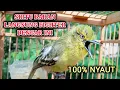 Download Lagu BIKIN SIRTU LAIN JADI FIGHTER! PANCINGAN SIRTU/CIPOH BAHAN AGAR CEPAT GACOR