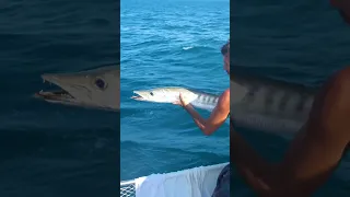 Have you seen the latest vid yet? The line is fizzing hot!! Link in the comments! #sailing #fishing