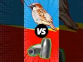 Download Lagu FX Impact M4 Airgun DOMINATES PEST BIRD Control!