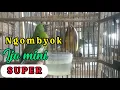 🔴HOKY 💯% ❗❗Rejeki anak soleh, ngombyok cucak ijo mini dapat yang prospek rajin bunyi