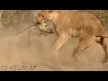 Download Lagu Active Hunt: Lioness Uncovers Warthog Burrow and Digs it Out