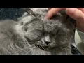 (SUPER RELAXING) CAT MASSAGE MOMENTS