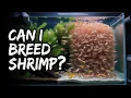 Download Lagu Dominate Shrimp Breeding Like a Pro