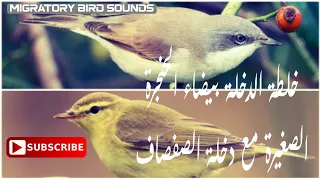أقوى خلطة للدخلة بيضاء الحنجرة الصغيرة مع دخلة الصفصاف  أشيهب مع أصيفر  تعمل من قبل الفجر بساعة    دندنها