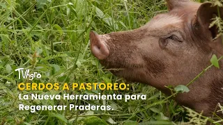Cerdos a Pastoreo: La Nueva Herramienta para Regenerar Praderas - TvAgro por Juan Gonzalo Angel