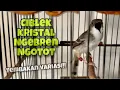 Download Lagu Ciblek Kristal Gacor Ngotot Ngebren Variasi Tembakan Speed Rapat Suara Jernih | Kicau Tembak