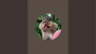 The official YouTube channel  of Chipmunksoftiktok, 14 million followers on TikTok
