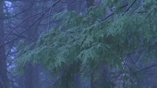 adrianne lenker come official audio 