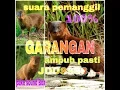 Download Lagu DI TES SUARA PIKAT GARANGAN SAWAH DIJAMIN JOSS.||BISA DIBUKTIKAN LANGSUNG