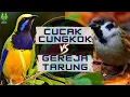 Download Lagu MASTERAN KOMBINASI || CUCAK CUNGKOK VS GEREJA TARUNG