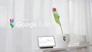 Introducing Google Tulip