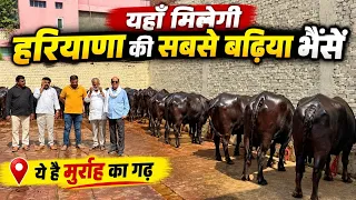 ग्राहकों का विश्वास और साफ सुथरा काम - मुर्रा के गढ़ से बेहतरीन वीडियो - Sumit Pannu