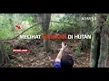Download Lagu Melihat Bajakah di Hutan Kalimantan - AIMAN