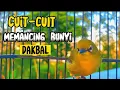 Download Lagu Cuit cuit Pleci memancing bunyi#plecimania #plecibuxtoni #plecigacornembak