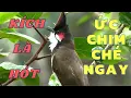 Luyện chào mào hót căng lửa, QUÁ HAY - CHÉ KÍCH BỔI CĂNG ĐÉT, Cách luyện chào mào hót sáng, chao mao