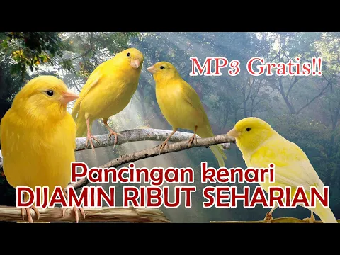 Download MP3 Pancingan kenari, mp3 gratis