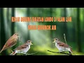 Download Lagu Kicau burung sikatan londo di alam liar + suara gemercik air