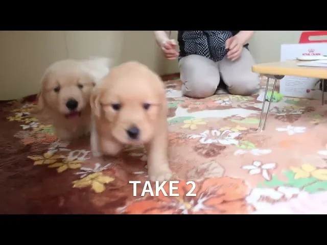動画