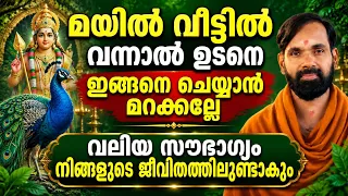 മയിൽ വീട്ടിൽ വന്നാൽ ഉടനെ ഇങ്ങനെ ചെയ്യാൻ മറക്കല്ലേ |വലിയ സൗഭാഗ്യം നിങ്ങളുടെ ജീവിതത്തിലുണ്ടാകും