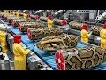Inside a Python Leather Factory From Snake Farm to Luxury Products Full Process Revealed