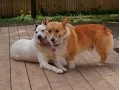 Handsome Hank - The Corgi