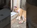 Download Lagu #cover #song #travel #cute #life #beats #cutebaby #nature #cat #music #eating #love #lagu #like