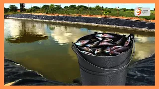 Tana River farmers turn to fish farming as climate change disrupts river fishing