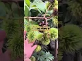 Download Lagu https://vt.tiktok.com/ZSHstMYbdHT3D-kwOcq/