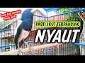 Download Lagu PASTI IKUT TERPANCING NYAUT AWAS KACERMU IKUT GACOR !! KACER GACOR DI JAMIN AMPUH UNTUK PANCINGAN