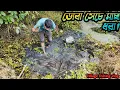 এই ডোবায় এত মাগুর মাছ এলো কোথা থেকে? 🤯 কাঁদাজল থেকে মাছ ধরার গোপন কৌশল! Traditional fishing #fishing