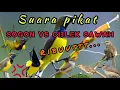 Download Lagu Pikat Sogon vs Ciblek sawah. super rriibuuutt..