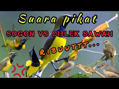 Download MP3 Pikat Sogon vs Ciblek sawah. super rriibuuutt..