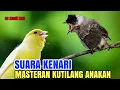 Download Lagu Kutilang isian - cocok buat masteran kutilang bahan SUARA KENARI