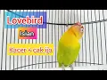 Lagu Mewah ~ Lovebird Ngekek isian Cak ijo + Kacer Ampuh Buat Masteran